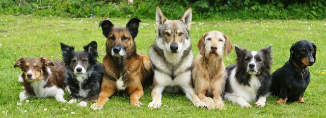 É normal o cão levar o dono para passear?