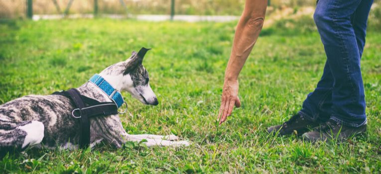 Aprenda mais sobre adestramento de cães e desenvolva com seu pet